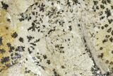 Dendrites On Limestone - Utah #134814-3